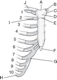 Ch Bony Thorax Sternum And Ribs Flashcards Quizlet