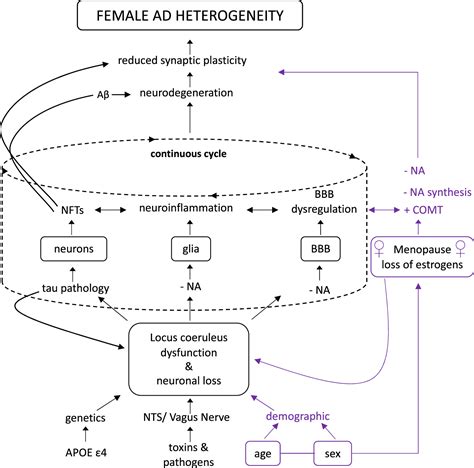 Sex Differences In Locus Coeruleus A Heuristic Approach That May