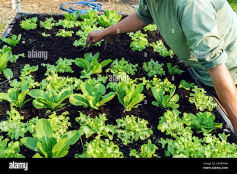 Mano De Agricultor Macho Usando Un Tenedor De Alimentos Para Palear El