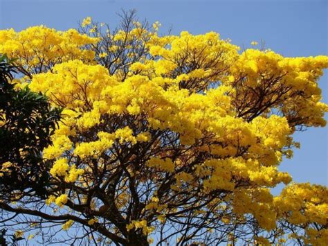 Ip Amarelo Tabebuia Chrysotricha Standl Fazf Cil