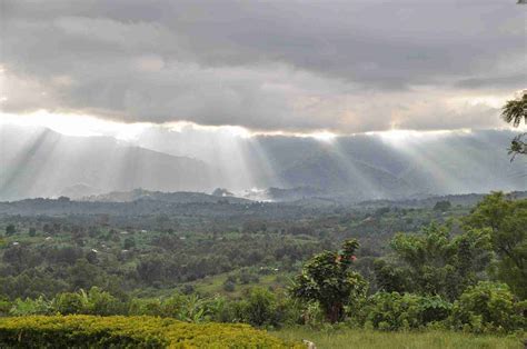 Fascinating Facts about the Congo Rainforest - Fun Facts about the ...