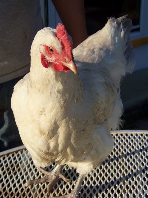 Chicken Bath 101 Community Chickens