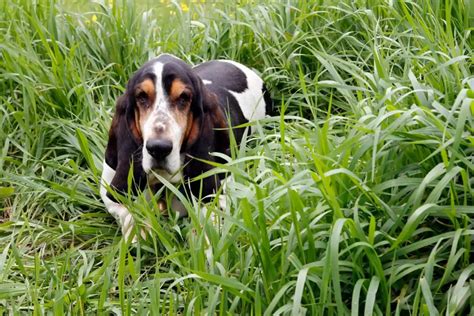 Basset Hound Dog Breed Facts And Info