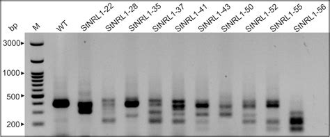 Frontiers Crisprcas Stnrl1 Gene Knockout Increases Resistance To Late Blight And