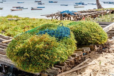 Cara Budidaya Rumput Laut Untuk Pemula Peluang Menjanjikan