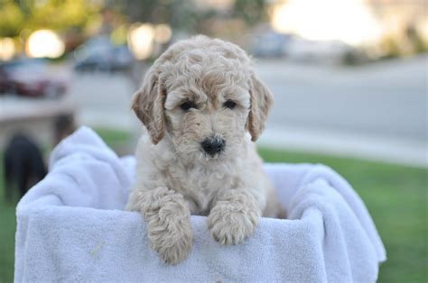 Faithful Doodles Zoeys 6 Week Old F1b English Goldendoodles