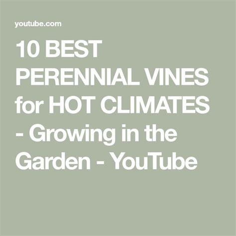 10 BEST PERENNIAL VINES For HOT CLIMATES Growing In The Garden