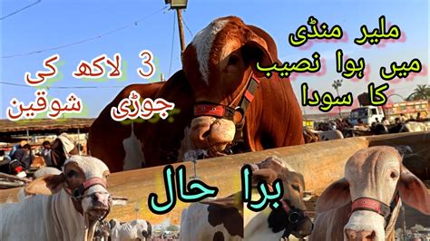 Naseeb Ka Soda Ap Khud Faisala Karo Malir Cow Mandi Rates Updates