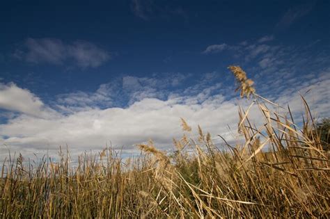 Un Campo De Hierba Alta Con Un Cielo Azul De Fondo Foto Premium