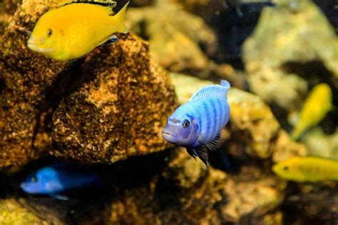 African Cichlid Tank Setup Tips