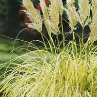 Floriscope Cortaderia Selloana Splendid Star