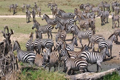 7 Days Wildebeest Migration Safari Serengeti 2023 2024