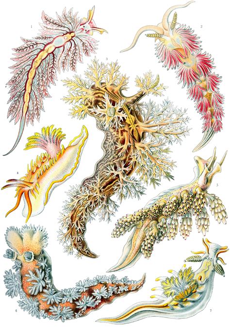 Art Forms In Nature Plate Actiniae By Ernst Haeckel