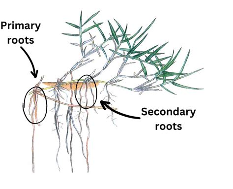 Anatomy Of Grass The Turf Farm Premium Instant Lawn