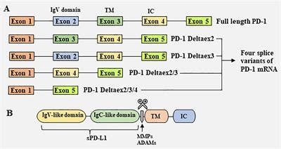 Frontiers Biological Characteristics And Clinical Significance Of