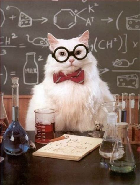 Chemistry Cat Meme - Make Most Viral Memes in Seconds