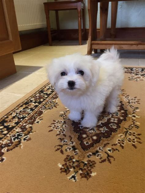 Maltese Puppies For Sale | Pennsylvania, NJ #254708