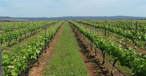 Festa Da Vinha E Do Vinho De Borba E De Novembro De