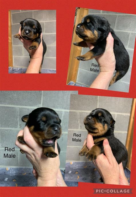 Rottweiler Puppies For Sale In Alabama