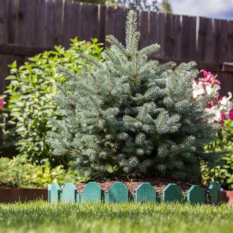 Globosa Blue Spruce | Small Evergreen Shrub – Simply Trees