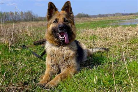 German Shepherd Bite Force: Incredible Facts You Didn't Know - Only ...