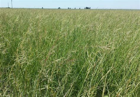 Sand Dropseed - Pawnee Buttes Seed Inc.