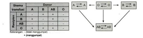 Memahami Susunan Aglutinogen Dan Aglutinin Pada Golongan Darah O