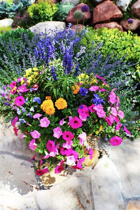 The Best Perennials For Containers A Comprehensive Guide