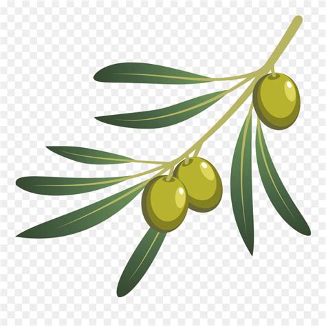 Olive Oil Olive Branch - Png Olives Clipart (#5627570) - PinClipart