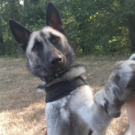 Belgian Malinois Husky Mix Belusky Owner S Guide