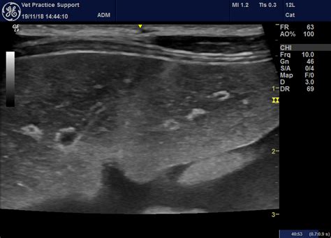 Sonographic Features Of Cardiac Hepatopathy In A Dog With Cor