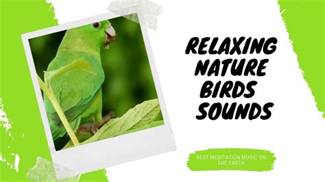 Birds Sounds Relaxing - YouTube