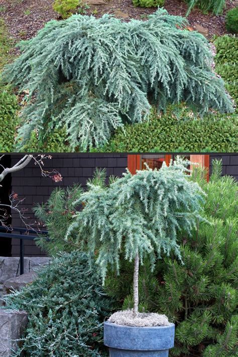 Buy Feelin Blue Deodar Cedar Tree Form Topiary Free Shipping Wilson