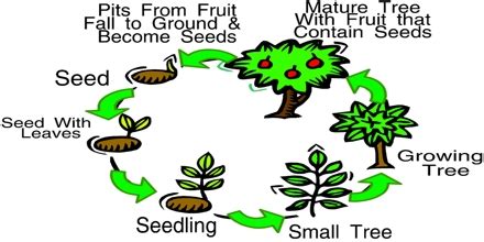 Plants Life Cycle - Assignment Point