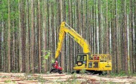 Indústria de árvores cultivadas deve investir R 60 4 bilhões no Brasil