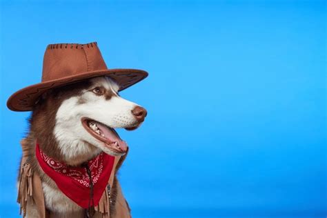 Dog Cowboy Costume Royalty-Free Images, Stock Photos & Pictures | Shutterstock