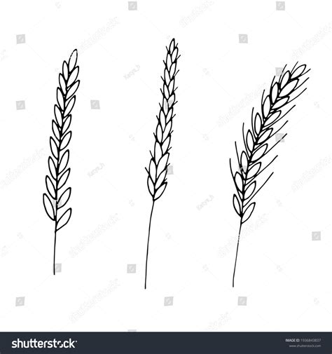 Wheat Plant Drawing