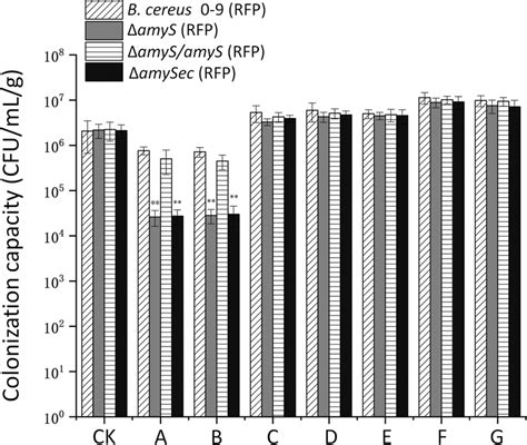 Colonization Of Wheat Roots By The Bcereus 09 Rfp Δamys Rfp