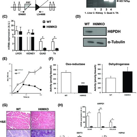 Expression and regulation of 11βhydroxysteroid dehydrogenase type 1