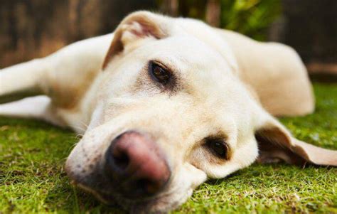 Zecche Nei Cani Sintomi E Rimedi Contro I Parassiti Del Cane