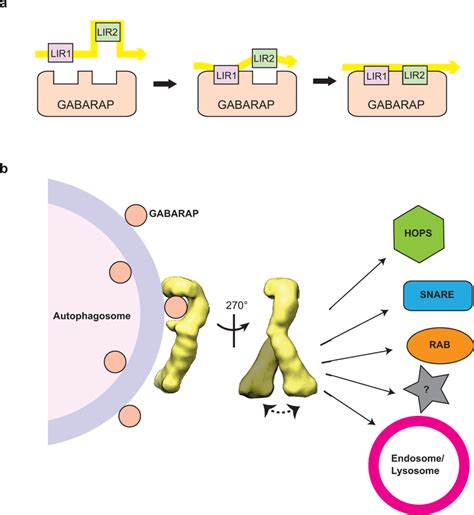 Proposed Model Of HEGP5 Mediated Tethering In The Terminal Stage Of