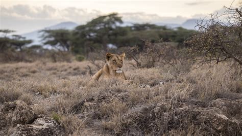 Lower Zambezi Lodge | Lower Zambezi Wildlife | Lower Zambezi