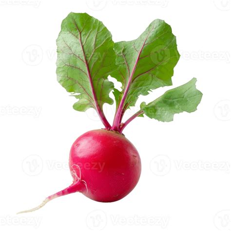 Radish Isolated On A Transparent Background 46439162 Png