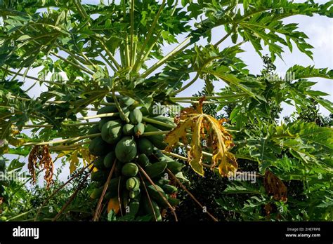 Tropical Green Papaya Fruits Hanging On Tree Stock Photo Alamy