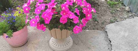 Петунія «Джоконда F1»: особливості, види та вирощування