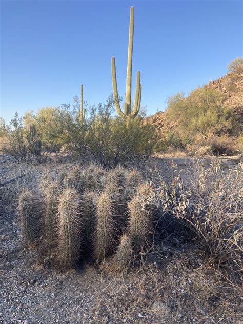 Court Overturns Harmful Livestock Grazing Plan on Sonoran Desert National Monument - Western ...