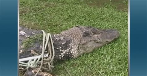 G Jacar De Metros Capturado Em Quintal De Casa No Amazonas