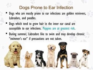 Ear Infection in Dogs: Causes, Treatments and Prevention | PPT