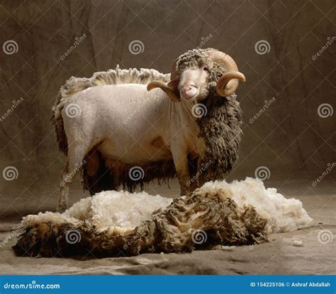 Sheep Wool Skin Soft Texture Stock Photography | CartoonDealer.com ...