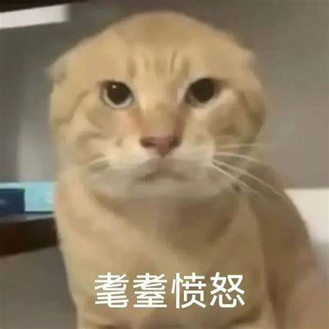 可爱小猫一脸严肃，配上文字“耄耋愤怒”超有反差萌 耄耋圆头蜘蛛猫长串爬行表情包大全！批量保存！表情包图片动图 求表情网斗图从此不求人